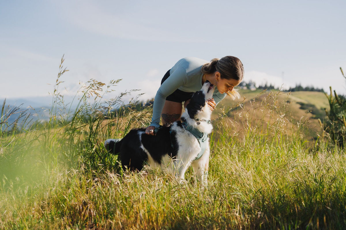 A woman leaning down to nuzzle a black and white Border Collie wearing the Ruffwear Front Range Harness, standing together in a sunlit meadow of long grass with open hills behind