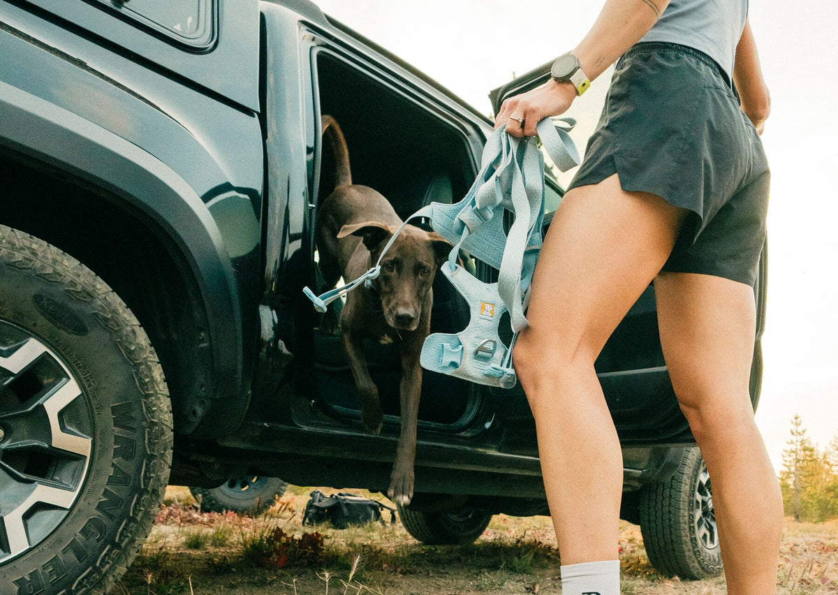 Person helping a dark chocolate Labrador out of a 4x4 truck using the handle on a Ruffwear Front Range Flex Harness in Polar Blue