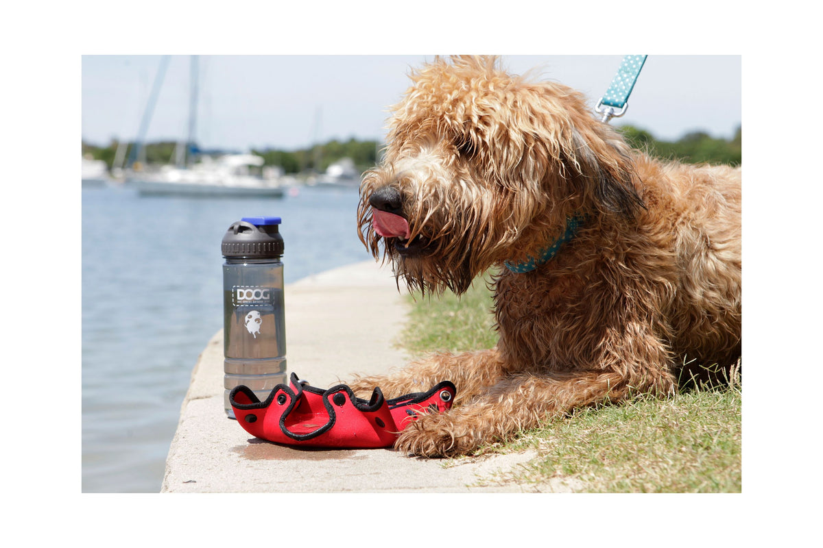 DOOG 3 in 1 Water Bottle &amp; Bowl For Dogs | Barks &amp; Bunnies
