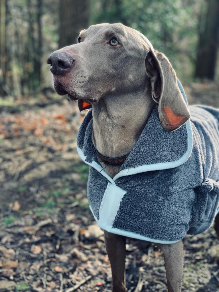 Henry Wag Microfibre Dog Drying Coat | Barks & Bunnies