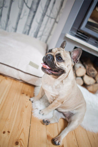 Bowl &amp; Bone Republic Deco Cushion Amber, Dog Bed | Barks &amp; Bunnies