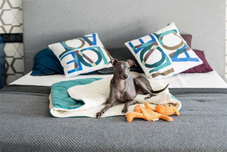 Bowl & Bone Republic Dreamy Bed Mint, Cave Dog Bed | Barks & Bunnies