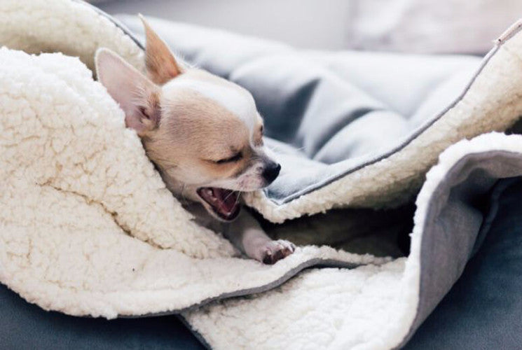 Bowl &amp; Bone Republic Dreamy Bed Nero, Cave Dog Bed | Barks &amp; Bunnies