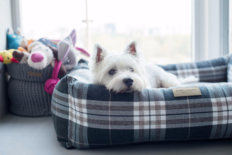 Bowl &amp; Bone Republic Scott Bed Grey, Dog Bed | Barks &amp; Bunnies