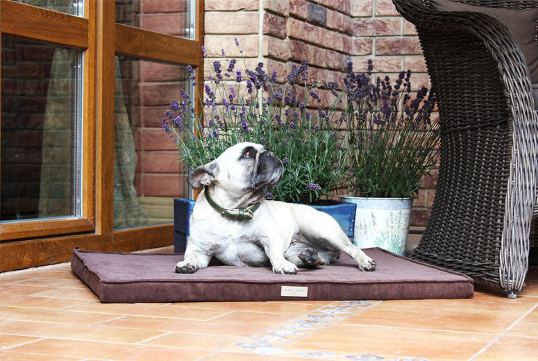 Bowl &amp; Bone Republic Chill Mat Rose, Dog Bed | Barks &amp; Bunnies