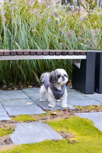 Bowl &amp; Bone Spirit Jacket Gold, Quilted Dog Coat | Barks &amp; Bunnies
