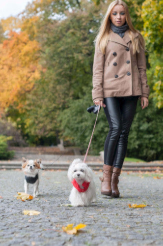 Bowl & Bone Spirit Jacket Gold, Quilted Dog Coat | Barks & Bunnies