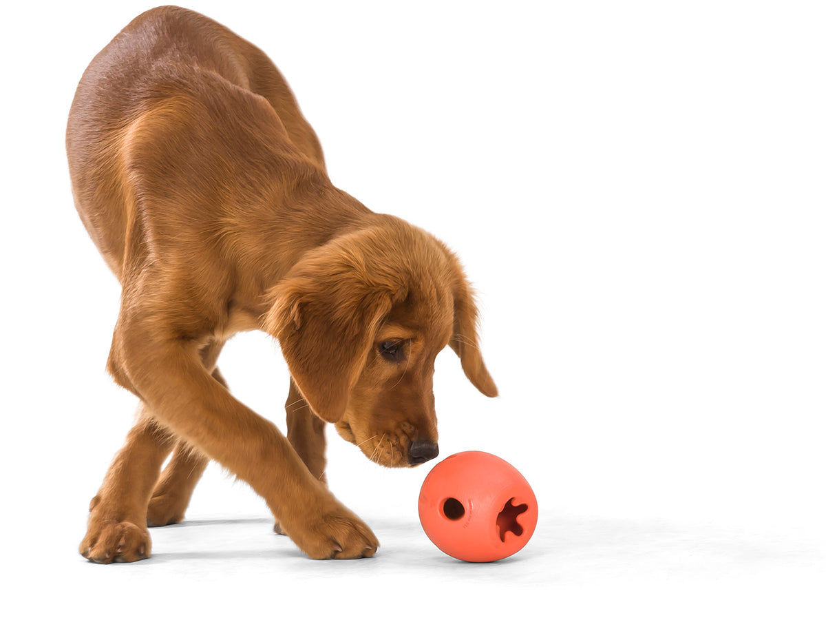 Zogoflex Echo Rumbl, Interactive Extra Tough Dog Toy | Barks &amp; Bunnies