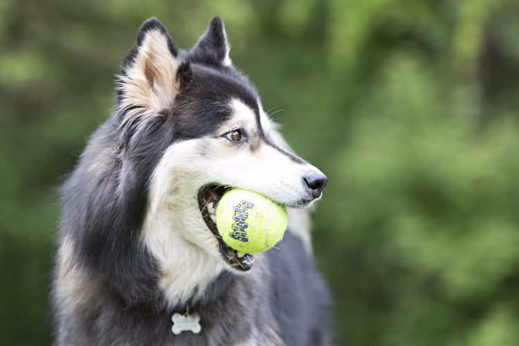 Kong Squeakair Tennis Balls, Kong Dog Toys UK | Barks &amp; Bunnies
