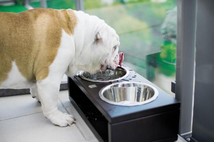 Bowl & Bone Republic DELI Amber, Handmade Dog Bowl | Barks & Bunnies