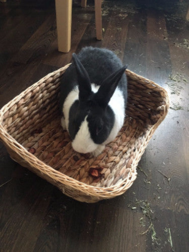 Rosewood Chill 'n' Snooze Bed for Rabbits &amp; Small Animals | Barks....