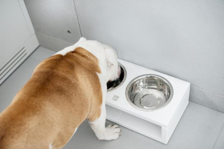 Bowl &amp; Bone Republic DELI Jasmine, Handmade Dog Bowl | Barks &amp; Bunnies