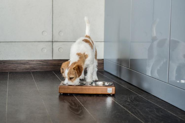 Bowl &amp; Bone Republic DUO Amber, Handmade Dog Bowl | Barks &amp; Bunnies