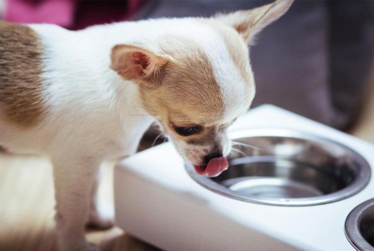 Bowl &amp; Bone Republic DUO Jasmine Handmade Dog Bowl | Barks &amp; Bunnies