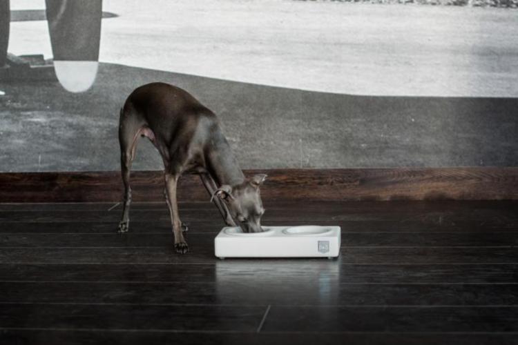 Bowl &amp; Bone Republic DUO CERAMIC Jasmine, Dog Bowl | Barks &amp; Bunnies