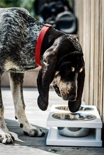 Bowl &amp; Bone Republic GRANDE Jasmine, Dog Bowl | Barks &amp; Bunnies