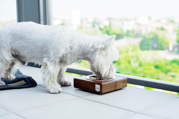 Bowl & Bone Republic SOLO Grey, Dog Bowl | Barks & Bunnies