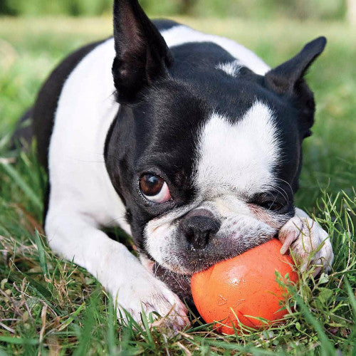 Zogoflex Jive Ball, Extra Tough Dog Toys UK | Barks &amp; Bunnies